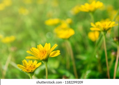 Nature closeup yellow flower field for background