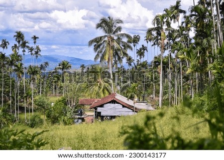 Nature with coconut trees, mountains, and old woodhome 