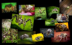 Collage Nature De Variétés D'araignées Et D'arachnides Abattues En Gros Plan