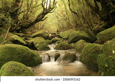 屋久島 の画像 写真素材 ベクター画像 Shutterstock