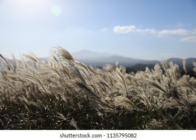 Nature Common Reed