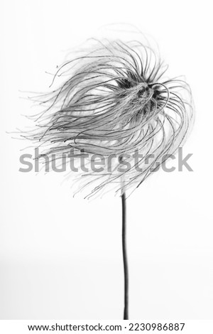 Nature concept. Abstract and futuristic looking fluffy plant seed macro shot isolated on white background. Seed fluffy tentacles looks like swimming or floating in air. Black ana white image