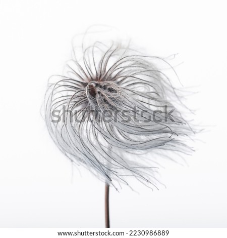 Nature concept. Abstract and futuristic looking fluffy plant seed macro shot isolated on white background. Seed fluffy tentacles looks like swimming or floating in air