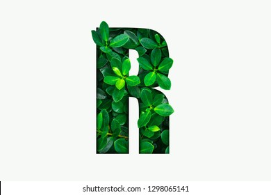 Nature concept alphabet of green leaves in alphabet letter R