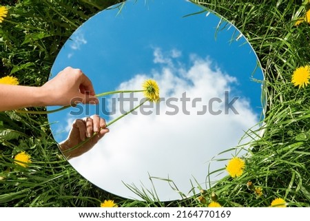 dandelion Nature Plant