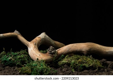 Nature concept on black background. Curved dry branch on the ground. - Powered by Shutterstock