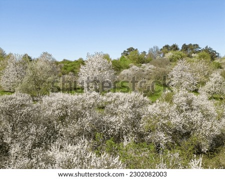 Similar – Image, Stock Photo Spring: a sloe hedge full of flowers.