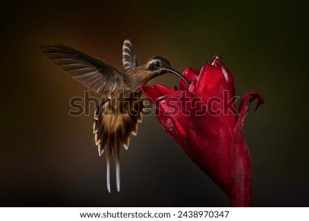 Nature in Costa Rica. Long-billed Hermit, Phaethornis longirostris, bird in the forest habitat with red bloom. Hummingbirds flying red tropic flower, nature wildlife. Close-up detail of tripic bird.