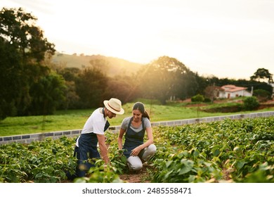 Nature, couple and farming together, outdoor and love for sustainability, woman and man in morning. Working, crops and growth of vegetable for harvest, teamwork and farmer for agriculture in USA - Powered by Shutterstock