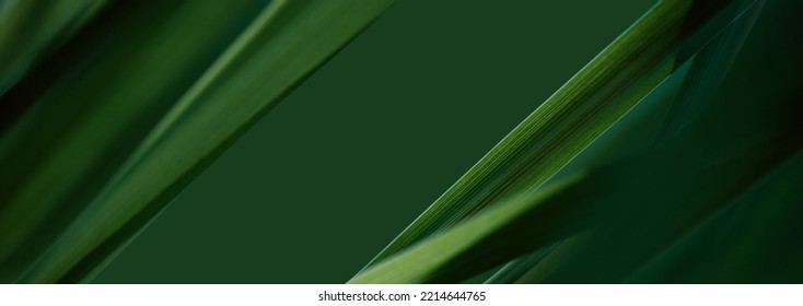 Nature of dark green leaf in garden. Natural green leaves plants using  background cover page environment ecology or greenery wallpaper - Shutterstock ID 2214644765