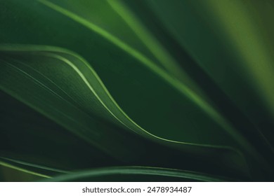Nature of dark green leaf in garden. Natural green leaves plants using  background cover page environment ecology or greenery wallpaper - Powered by Shutterstock