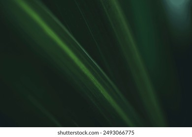 Nature of dark green leaf in garden. Natural green leaves plants using  background cover page environment ecology or greenery wallpaper - Powered by Shutterstock