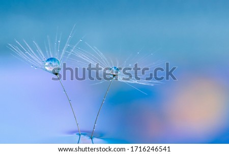 Nature in detail, dandelion flower seed close up with dewdrops with a purple flower on background with copy space