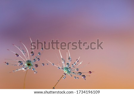 Similar – Runder Lauch ( Allium rotundum)