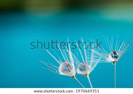 Nature in detail, dandelion flower seed close up with dewdrops on a landscape background with copy space