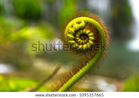 nature details golden section of fern and Fibonacci series