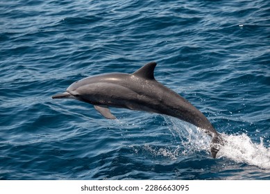 nature, dolphin, swim, ocean, blue, sea, water, mammal - Shutterstock ID 2286663095