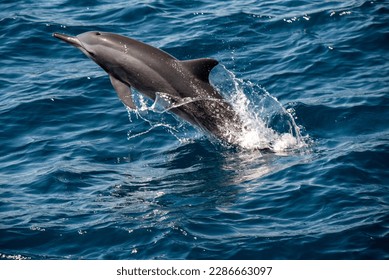 nature, dolphin, swim, ocean, blue, sea, water, mammal - Shutterstock ID 2286663097