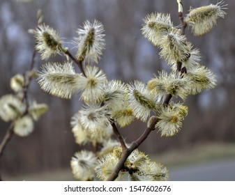 In nature early spring bloom willow (Salix caprea)