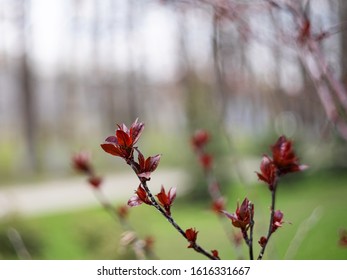 Nature easters background of the young spring leaves.
