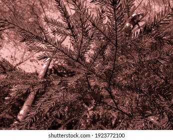 Nature elements of colored texture. Background for designers