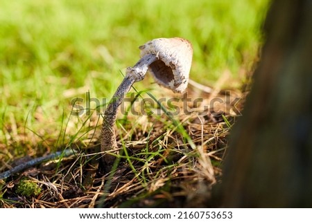 Similar – Foto Bild Parasol Pilz essbar Wald