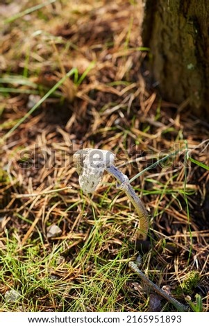 Similar – Image, Stock Photo shaggy Environment Nature