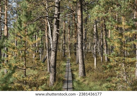 Nature of Estonia. Wooden path for a traveler in the forest at the Seli swamp. High quality photo