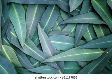 Nature Eucalyptus leaves  background