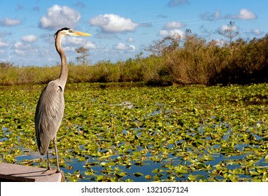 Nature In The Everglades National Park Of USA, Florida. With Heron Next To Water With Water Lilies 