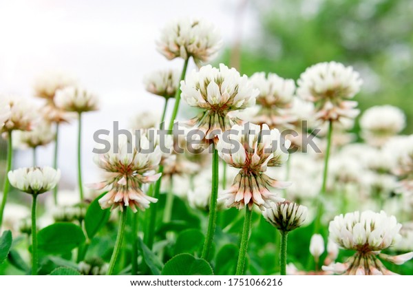 nature of the field of white clover\
blooming flower. Green clover background\
texture.