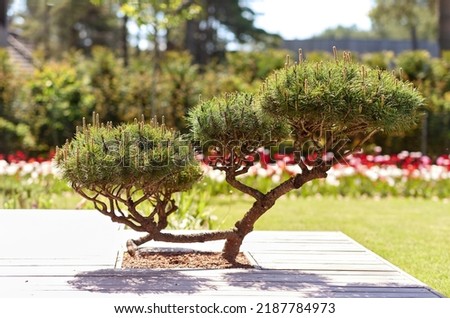 nature and flora concept - close up of bonsai or pine tree at summer garden