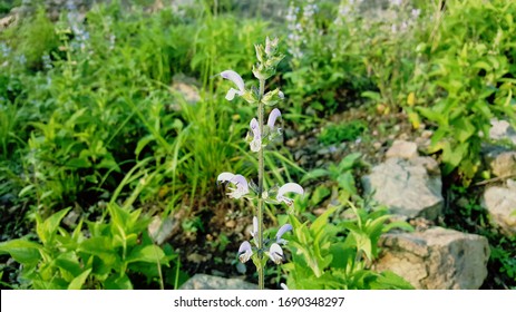 Nature Flower Durasol Of Waziristan