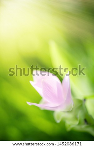 Similar – Image, Stock Photo a glimpse of spring