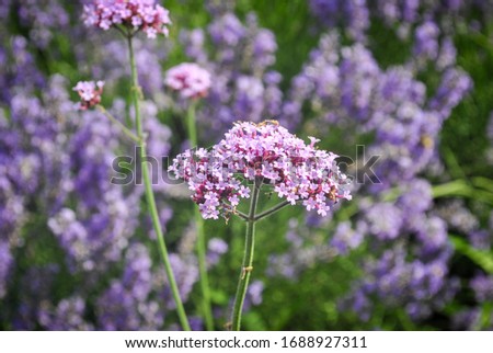 Similar – Beach lilacs from the frog’s perspective on Hallig Gröde