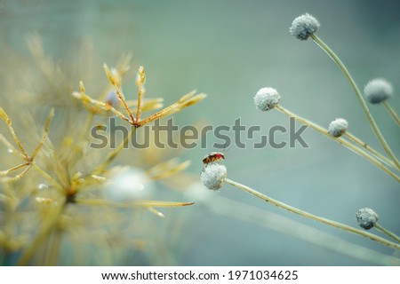 Similar – poppy seed capsules plants