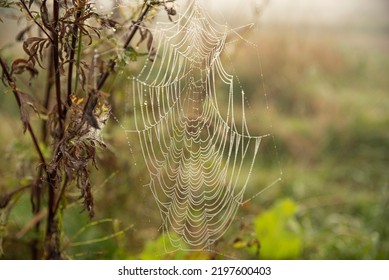 Nature Fog Morning Mist Dense Fog Spide Gossamer 