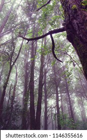 Nature forest background.High angle tree.
