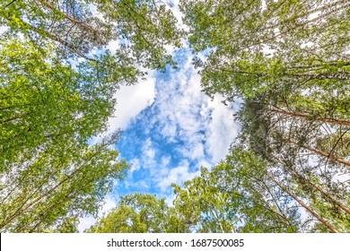 Nature Forest Landscape With Window Through Trees Against Clouds Sky Background Wide Overhead Top Up View Of Hole In Wood Towards Sky Pine Tree Mixed Woodland Natural Color Of Nature