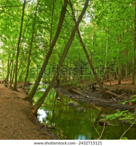 Nature, forest and river in creek with trees, landscape and environment in autumn with green plants. Woods, water and stream with growth, sustainability and ecology for swamp in Denmark with sunshine