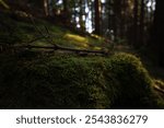 Nature, forest, wildlife, photography, Canon Eos R