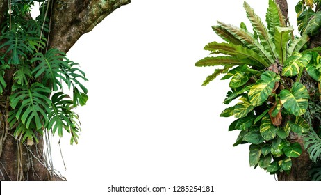 Nature frame of jungle trees with tropical rainforest foliage plants (Monstera, bird’s nest fern, golden pothos and forest orchid) growing in wild isolated on white background with clipping path. - Shutterstock ID 1285254181