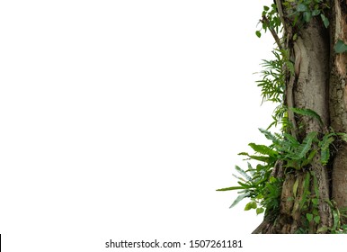 Nature Frame Of Jungle Trees With Tropical Rainforest Foliage Plants Isolated On White Background With Clipping Path.