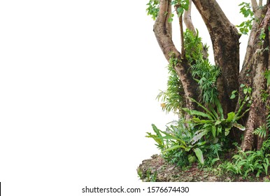 Nature frame of jungle trees with tropical rainforest foliage plants isolated on white background with clipping path.
