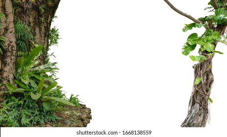 Nature Frame Of Jungle Trees With Tropical Rainforest Foliage Plants Isolated On White Background With Clipping Path.