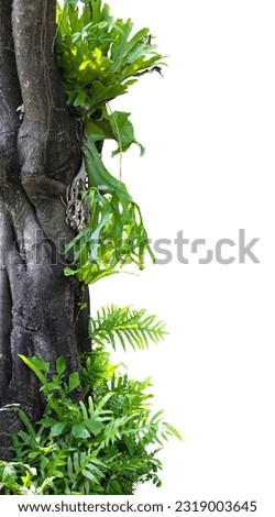 Nature frame of jungle trees with tropical rainforest foliage plants isolated on white background with clipping path.