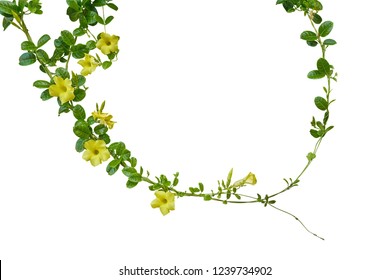 Hanging Yellow Flower Images, Stock Photos & Vectors | Shutterstock