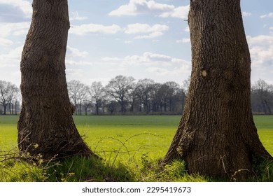 Nature frame with two tree trunks and blurred view of green grass meadow, Typical Dutch polder landscape in spring, Low and flat land under blue sky and white cloud as background, Drenthe, Netherlands