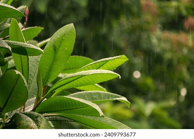 nature fresh green leaf branch under heavy rain in rainy season. Summer rain in lush green forest, with heavy rainfall background. Raining shower drop on leaf tree - Powered by Shutterstock