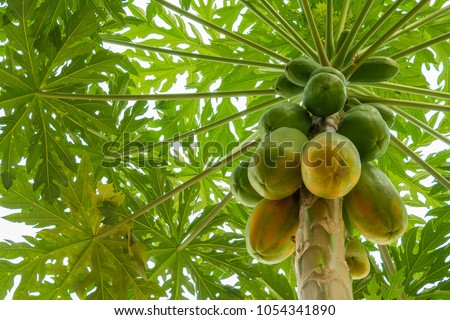 Nature fresh yellow papaya on tree with fruits.
